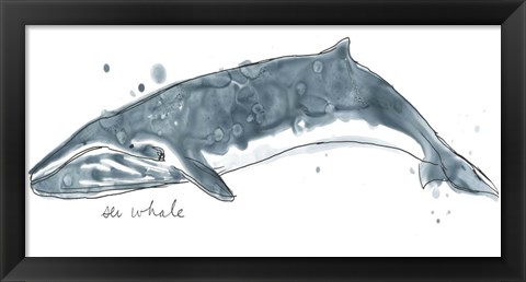 Framed Cetacea Sei Whale Print