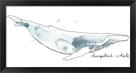 Framed Cetacea Humpback Print