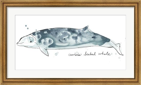 Framed Cetacea Cuviers Beaked Whale Print