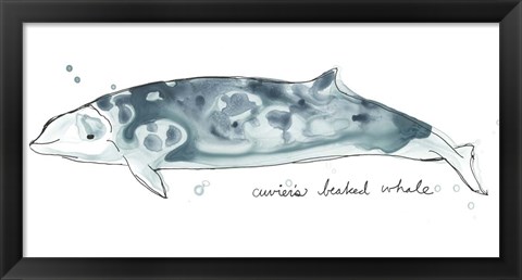 Framed Cetacea Cuviers Beaked Whale Print