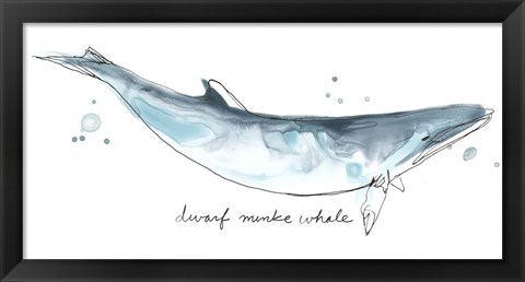 Framed Cetacea Dwarf Minke Whale Print