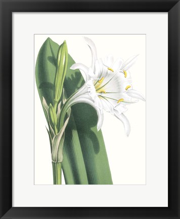 Framed Floral Beauty I Print