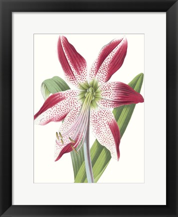 Framed Floral Beauty II Print