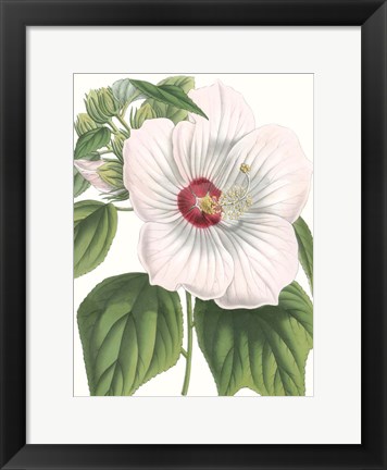 Framed Floral Beauty IV Print