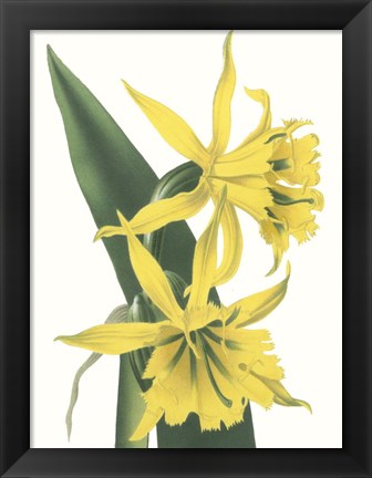 Framed Floral Beauty VIII Print