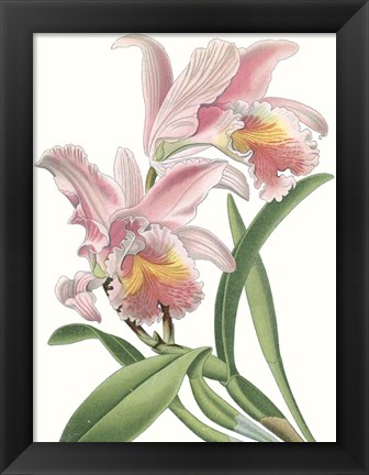 Framed Floral Beauty IX Print