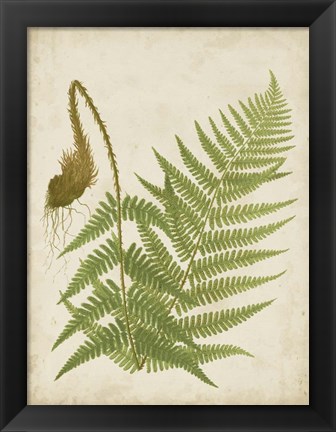 Framed Fern Trio I Print