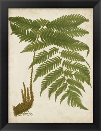 Framed Fern Trio II Print