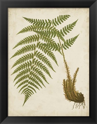 Framed Fern Trio III Print