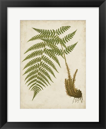 Framed Fern Trio III Print