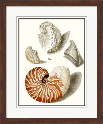 Framed Collected Shells I Print