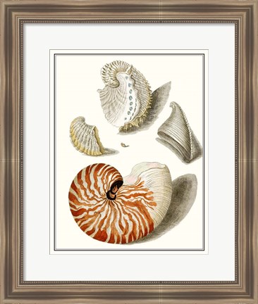 Framed Collected Shells I Print