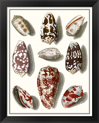 Framed Collected Shells VI Print