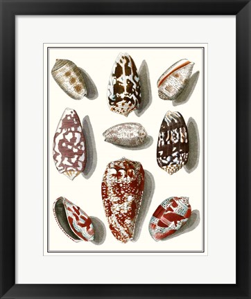 Framed Collected Shells VI Print