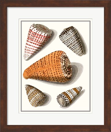 Framed Collected Shells IX Print