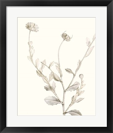 Framed Neutral Botanical Study IV Print