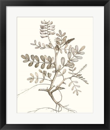 Framed Neutral Botanical Study VI Print