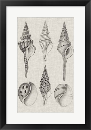 Framed Charcoal &amp; Linen Shells II Print