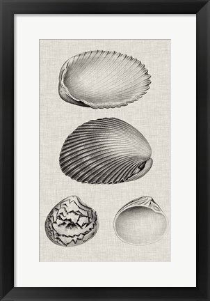 Framed Charcoal &amp; Linen Shells VIII Print