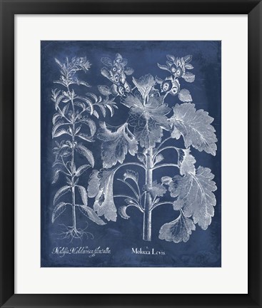 Framed Besler Leaves in Indigo I Print