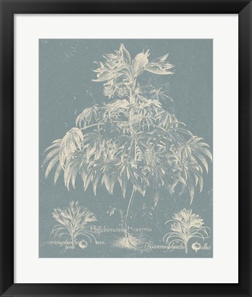 Framed Delicate Besler Botanical I Print