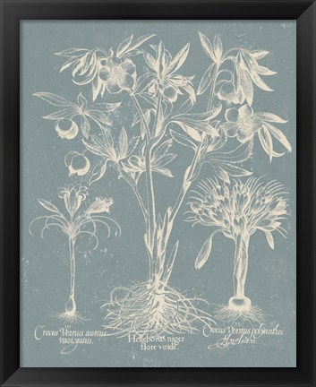 Framed Delicate Besler Botanical II Print