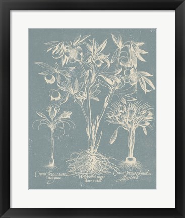 Framed Delicate Besler Botanical II Print