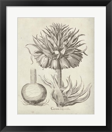 Framed Fresco Crown Imperial II Print