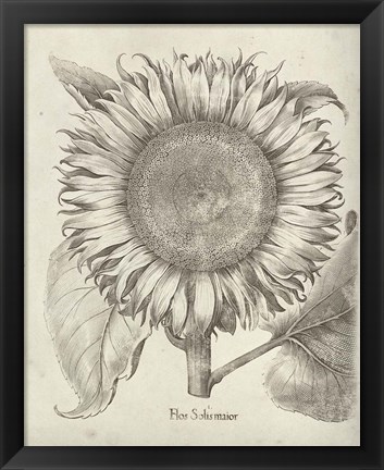 Framed Fresco Sunflower I Print