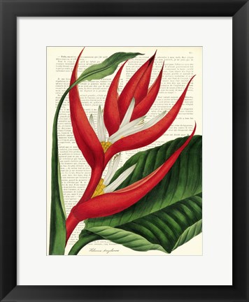 Framed Vintage Botany I Print