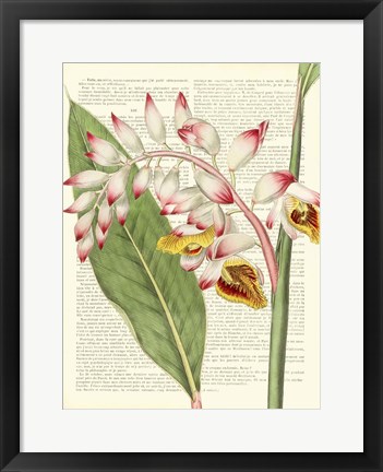 Framed Vintage Botany II Print