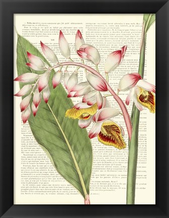 Framed Vintage Botany II Print