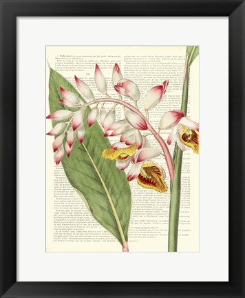 Framed Vintage Botany II Print