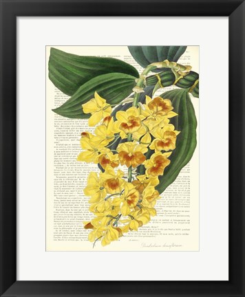 Framed Vintage Botany III Print