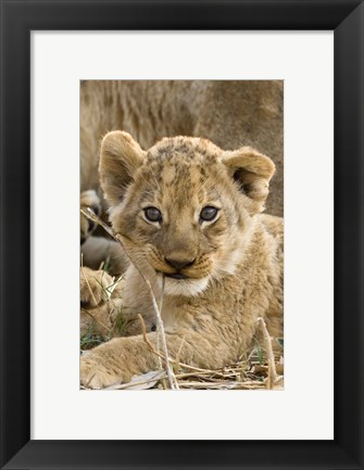 Framed Okavango Delta, Botswana A Close-Up Of A Lion Cub Print