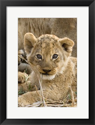 Framed Okavango Delta, Botswana A Close-Up Of A Lion Cub Print