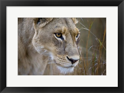 Framed Okavango Delta, Botswana Close-Up Of A Female Lion Print