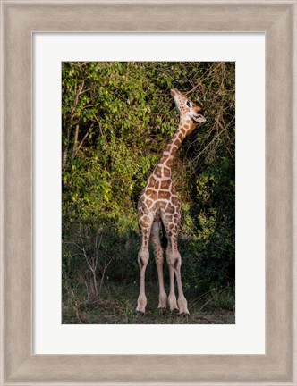 Framed Africa, Kenya, Nairobi, Langata, Hog Ranch Print