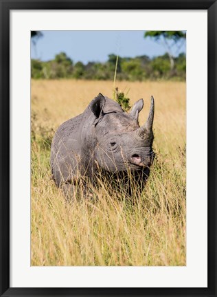 Framed Kenya, Maasai Mara National Reserve, Black Rhinoceros Print