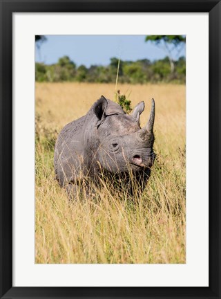 Framed Kenya, Maasai Mara National Reserve, Black Rhinoceros Print