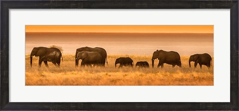 Framed Etosha National Park, Namibia, Elephants Walk In A Line At Sunset Print