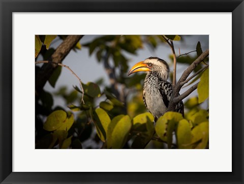 Framed Etosha National Park, Namibia, Yellow-Billed Hornbill Perched In A Tree Print