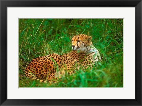 Framed Cheetah Lying In Grass On The Serengeti Print