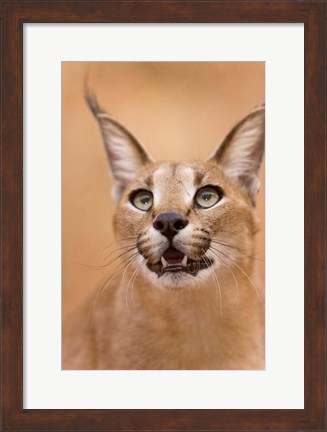 Framed Livingstone, Zambia Portrait Of A Caracal Print