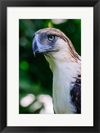 Framed Philippine Eagle Print