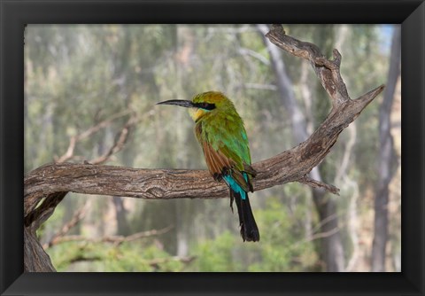 Framed Australia, Alice Springs Alice Springs Desert Park Rainbow Bee-Eater Print