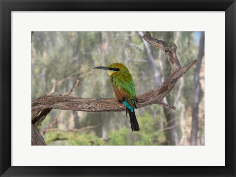 Framed Australia, Alice Springs Alice Springs Desert Park Rainbow Bee-Eater Print