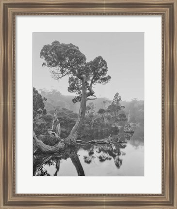 Framed Australia, Tasmania, Cradle Mountain National Park Wombat Pool Print