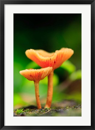 Framed Bright Orange Mushrooms, Queensland Rainforest At Babinda, Australia Print