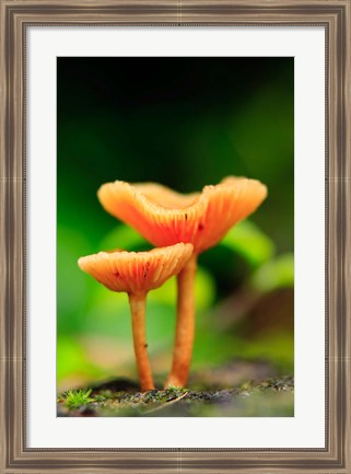 Framed Bright Orange Mushrooms, Queensland Rainforest At Babinda, Australia Print